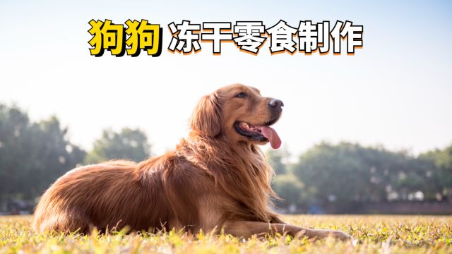 狗狗冻干零食怎么做呢?养宠的伙伴学起来