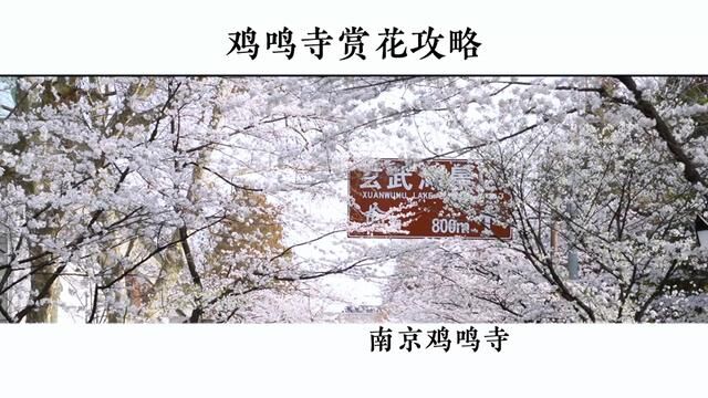 2023鸡鸣寺春季赏花 求姻缘 吃素面 看夜樱 的游玩攻略 送给三月想来南京的朋友们 一定要收藏好了#鸡鸣寺樱花打卡攻略