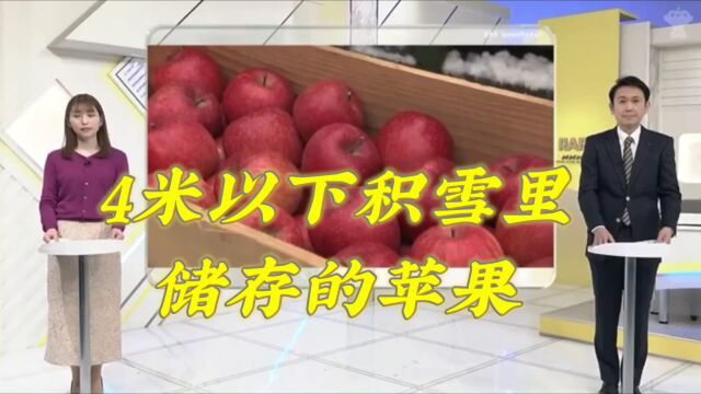 【看新闻 学日语】美食:保存在4米以下积雪的苹果