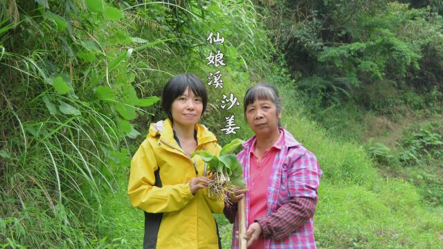 沙姜是餐桌上有名的香料,但你见过它在地里完整的样子吗?