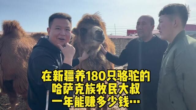 在新疆养180只骆驼的哈萨克族牧民,一年能赚多少钱?听到收入后,大勇羡慕了…#新疆 #记录真实生活