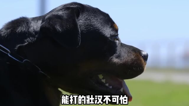 罗威纳是非常好的护卫犬,但是新手不建议养