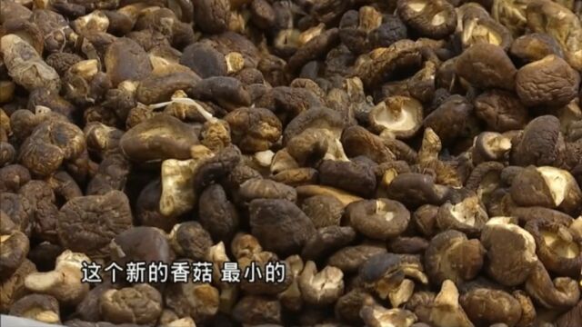 全国名优特农副产品购物节开幕!产地直供,一站式采购质优价廉