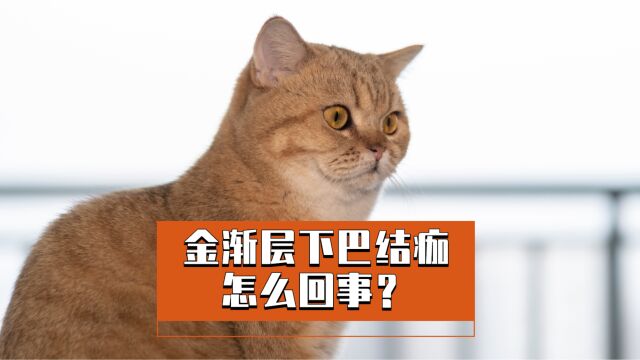 金渐层下巴结痂怎么回事?你真的知道原因吗?