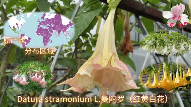 Datura stramonium L.曼陀罗(红黄白花)