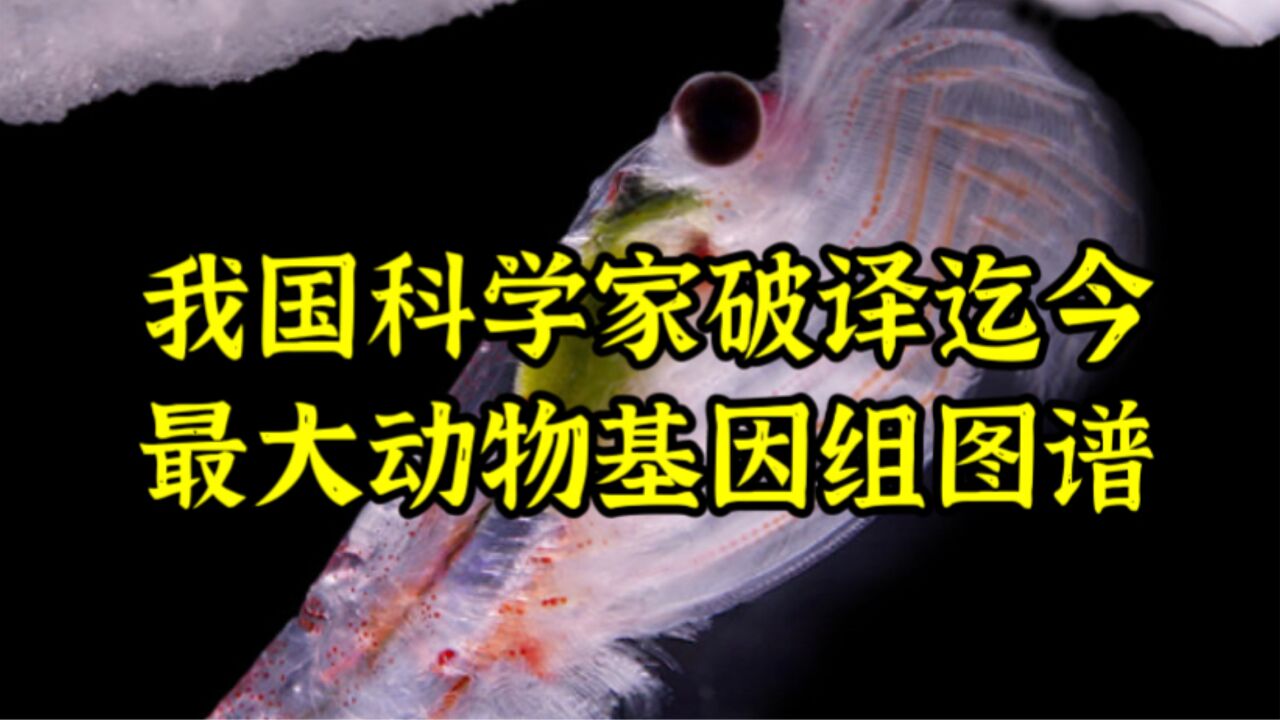 约为人类基因组16倍,我国科学家破译迄今最大基因组图谱!