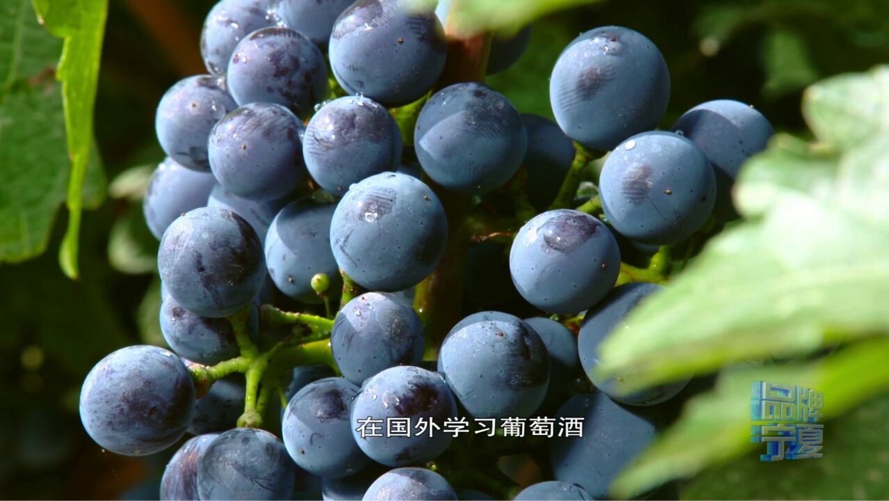 【品牌宁夏】荟聚海外英才 擦亮紫色名片