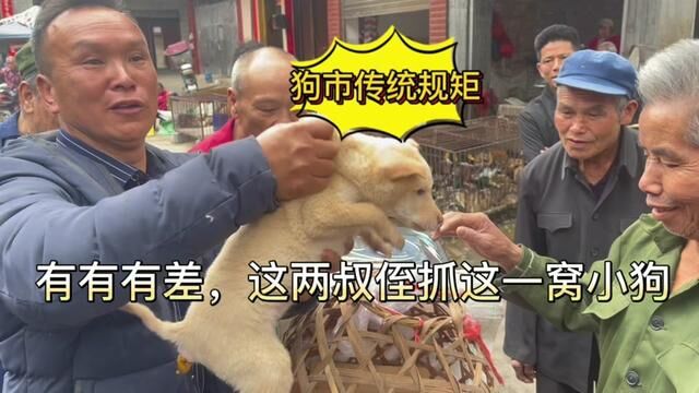 狗集街头风景真实拍摄