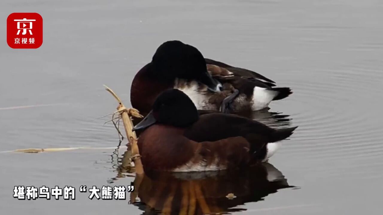 两对濒危青头潜鸭飞回北京野鸭湖!