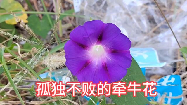 独家视角:孤独不败的牵牛花1006