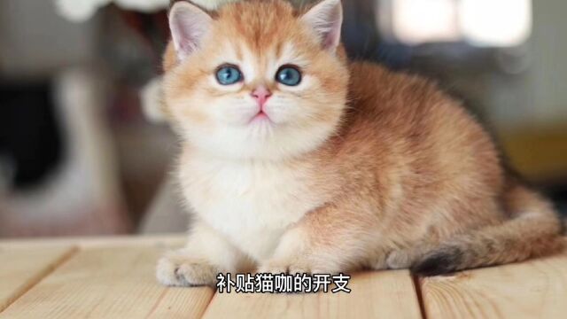 为啥开猫咖和搞私人动物园很难赚钱?