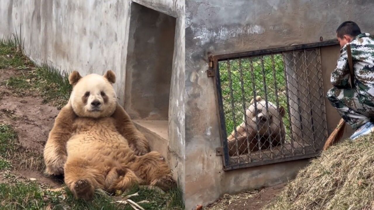 陕西一大熊猫毛色呈“兵马俑色”受欢迎,园方:从小就这样,原因还在研究中