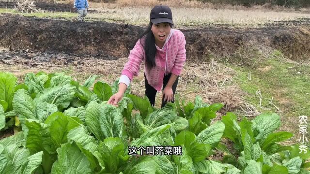 小秀采摘新鲜芥菜,比脸还大的盖菜,你知道怎么做才好吃吗?