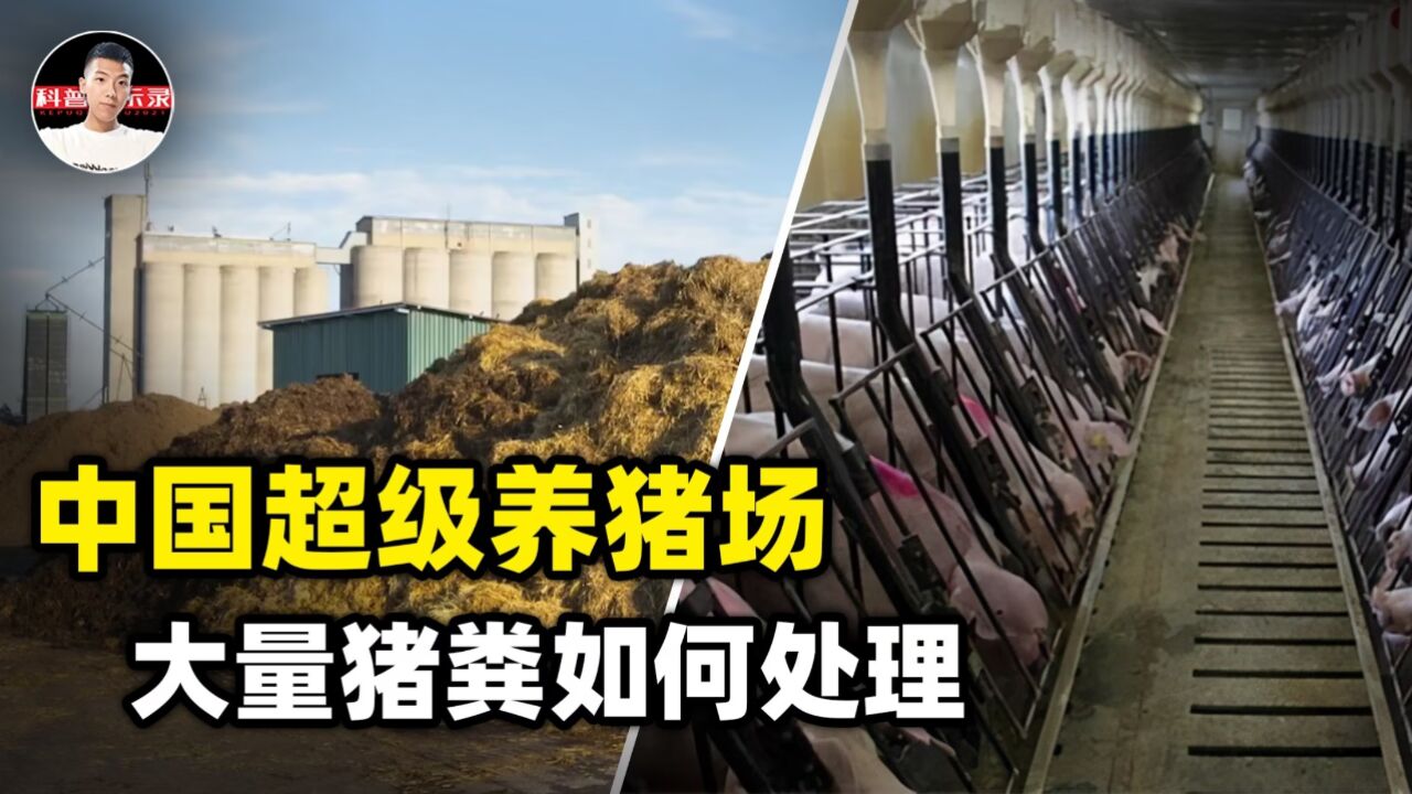 中国超级养猪场,年出栏量210万头,产出的大量猪粪将如何处理?