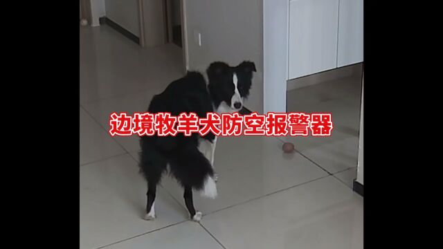 分享广州萌之佳犬舍买家秀—花都区边境牧羊犬#天河区番禺区黄埔区南沙区边牧 #花都增城区从化区边牧#广州江门肈庆佛山边牧#顺德珠海深圳东莞边牧#广...