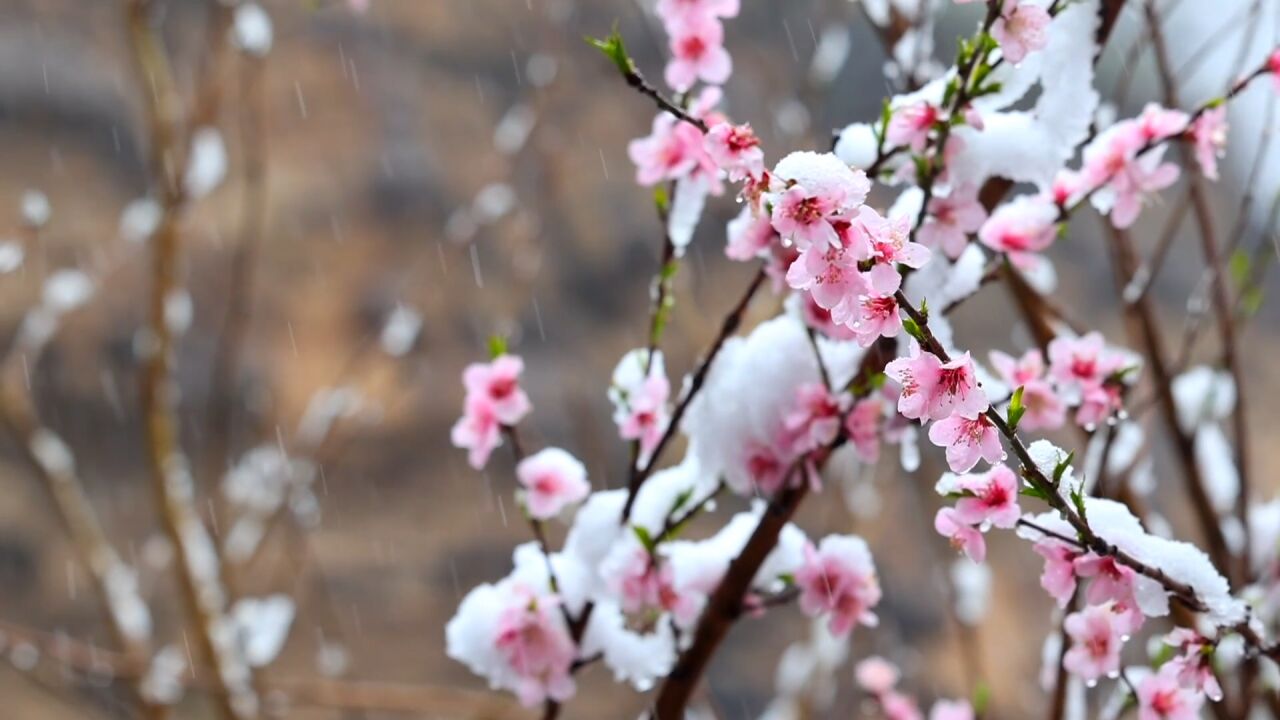 千城胜景|河南济源花雪共舞