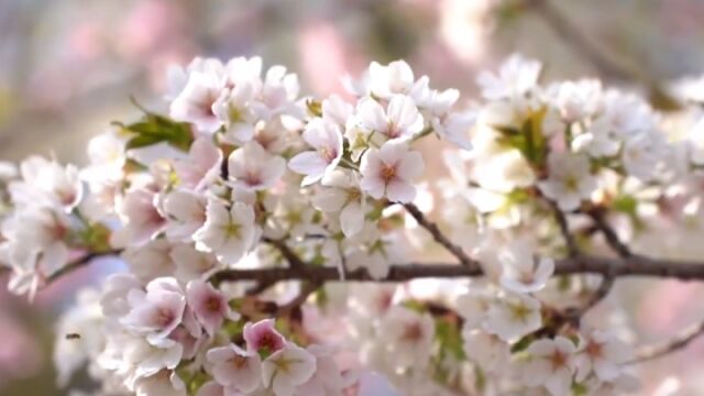 春日里的钱塘江边 繁花包围 春意盎然