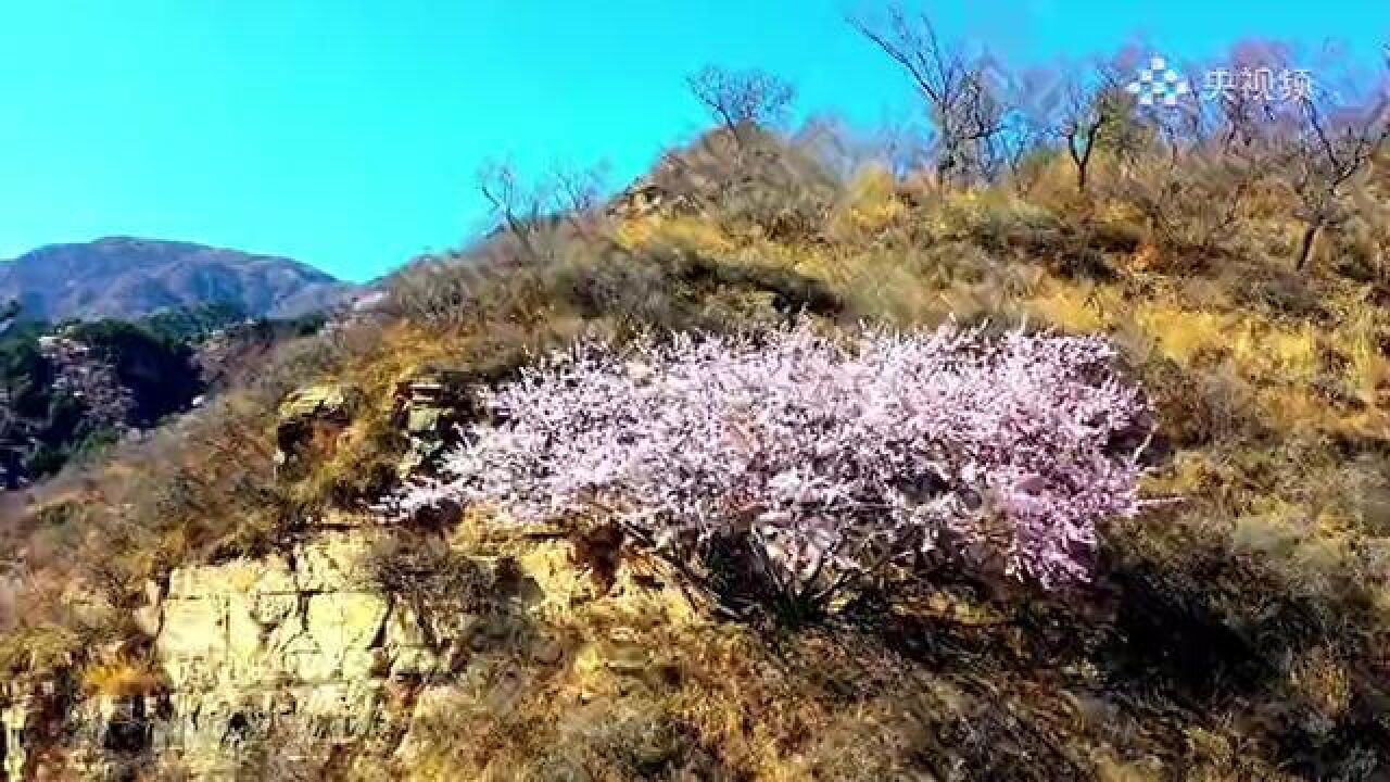 保定阜平:山桃花开春意浓