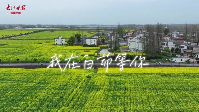 白茆赏花季“鸠”等你来向春而行油菜花从不缺席春天它让这个季节不仅温柔