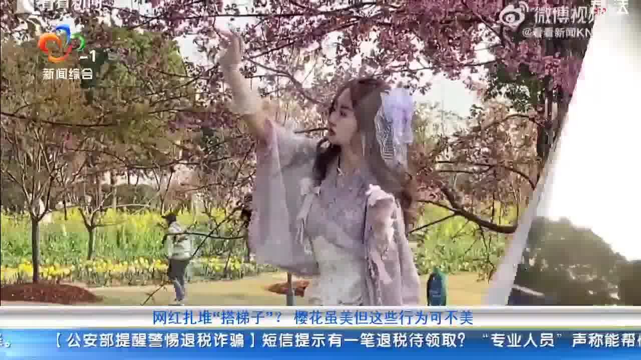 网红扎堆“搭梯子”? 樱花虽美但这些行为可不美