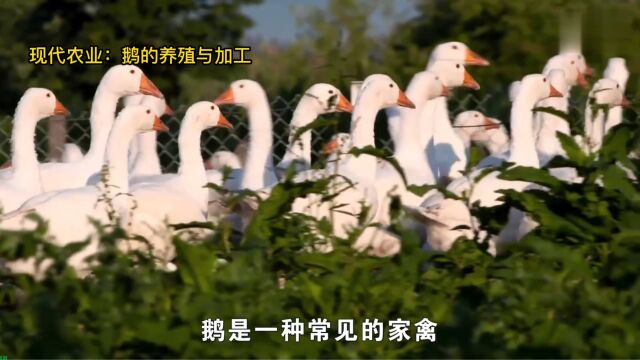 大鹅怎么养殖?现代农业:鹅的养殖与加工