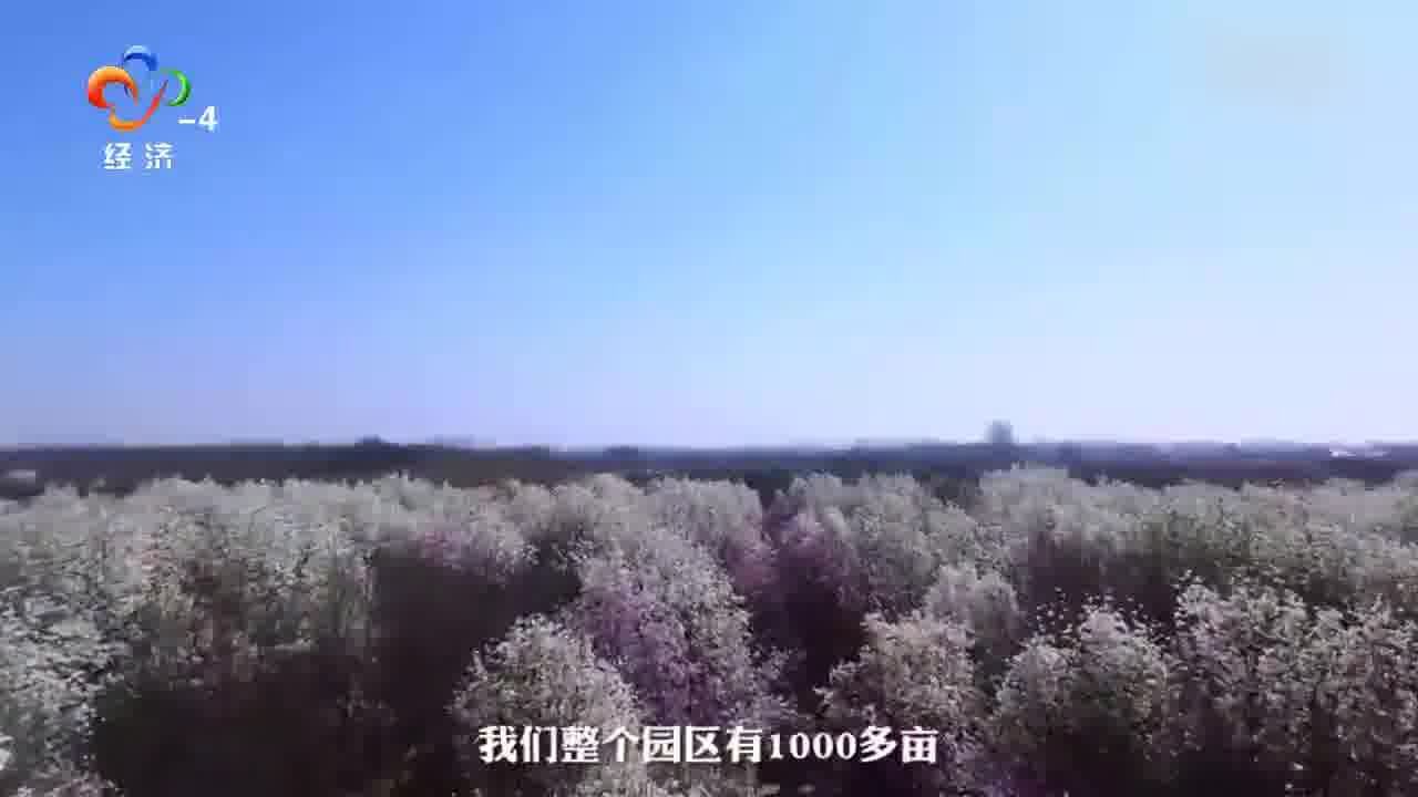 从种花到“种风景” “花木之都”的产业蝶变