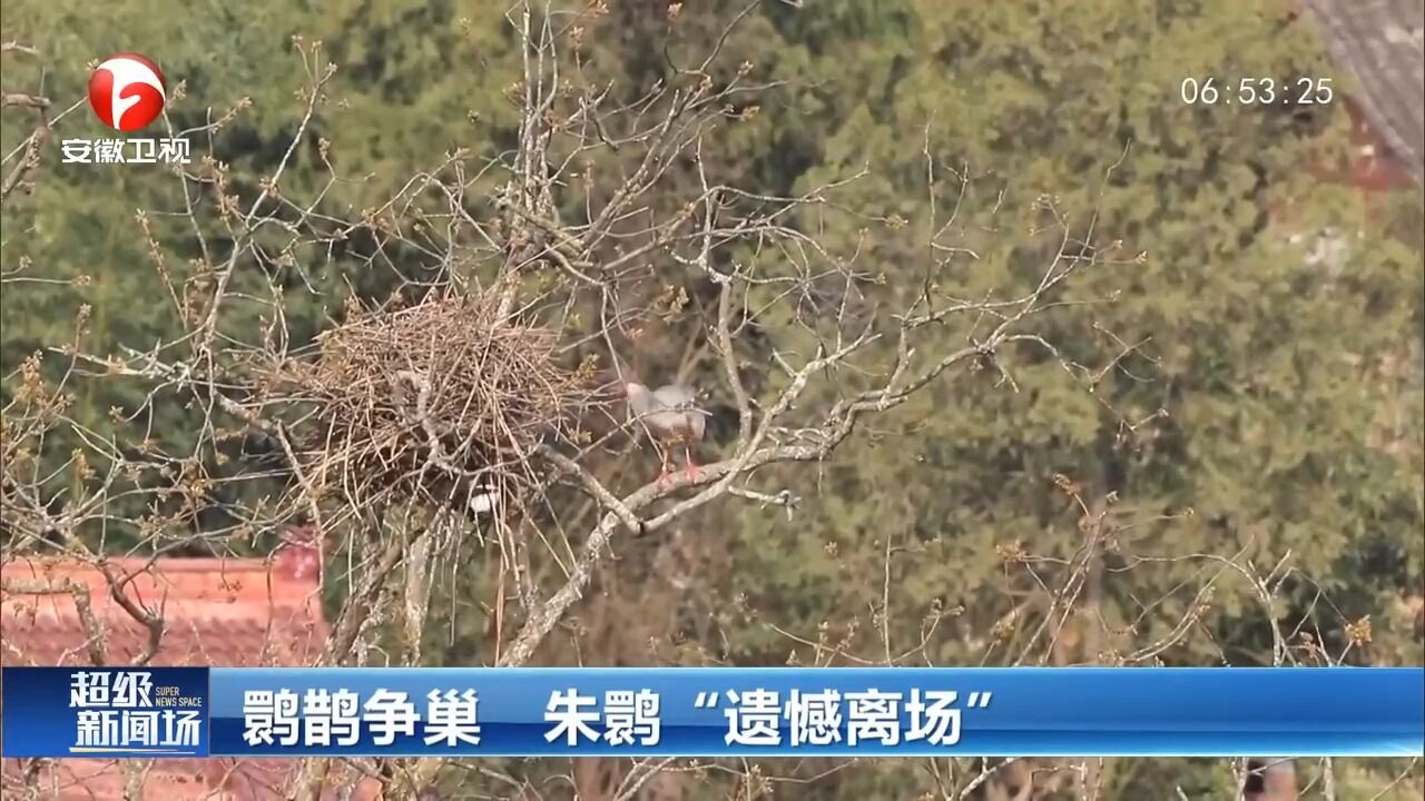 陕西汉中:鹮鹊争巢,朱鹮“遗憾离场”