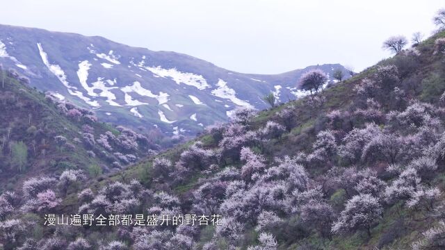 乡村振兴进行时丨大棚油桃喜挂果 果农致富有奔头