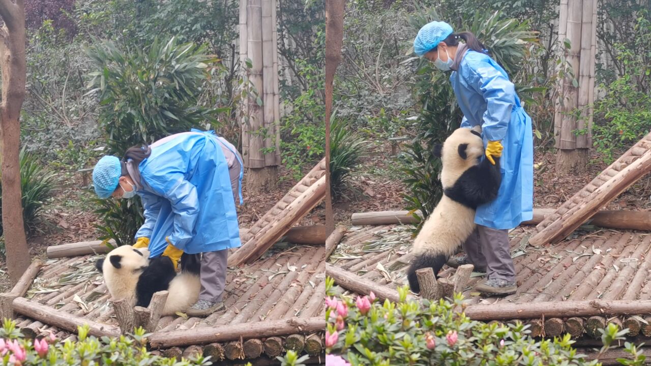 熊猫宝宝原地撒娇卖萌,咬住饲养员衣服紧抱大腿求抱抱,萌翻全场