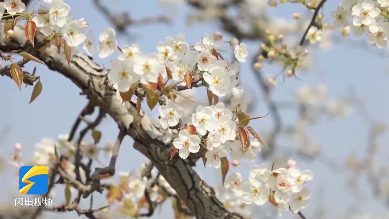 诗画山东|聊城冠县:游“中华第一梨园” 赏万顷梨花美景