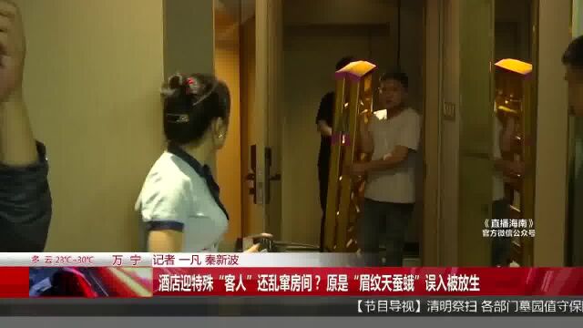 酒店迎特殊“客人”还乱窜房间? 原是“眉纹天蚕蛾”误入被放生