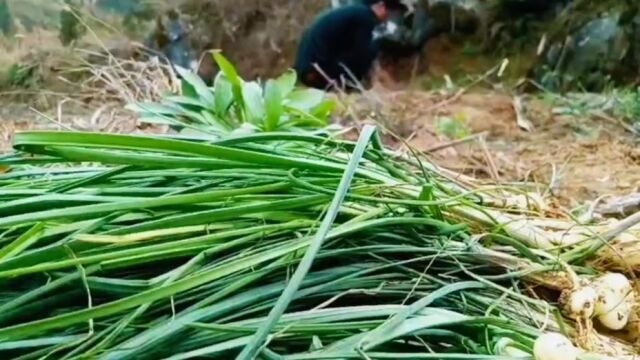 鸡蛋炒野葱