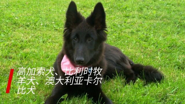 世界十大工作犬排名之高加索犬、比利时牧羊犬、澳大利亚卡尔比犬