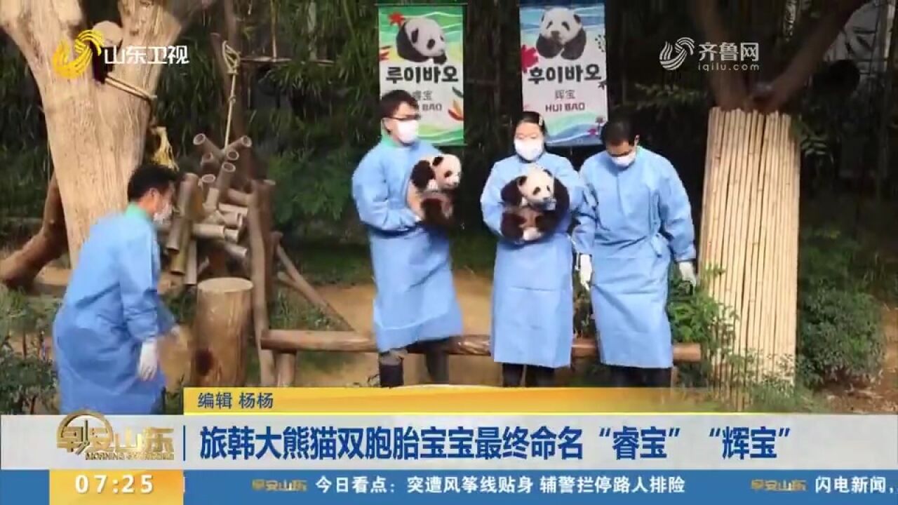 旅韩大熊猫双胞胎宝宝最终命名“睿宝”“辉宝”,首次与公众见面