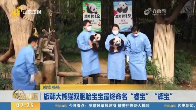 旅韩大熊猫双胞胎宝宝最终命名“睿宝”“辉宝”,首次与公众见面