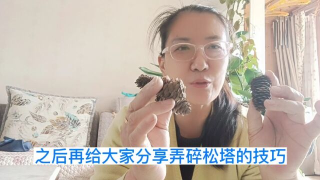 捡到松塔当做养兰植料超棒,怎样判断是否腐熟?分享弄碎松塔小技巧及使用方法