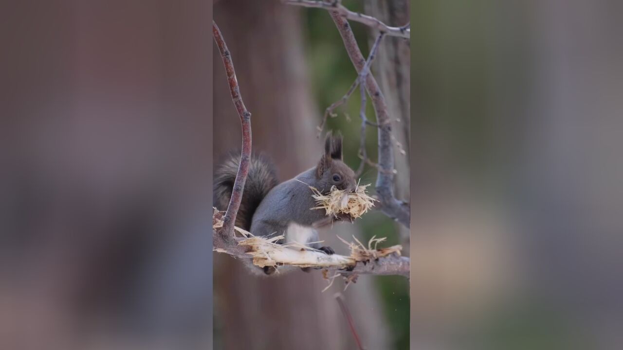 松鼠安家,真的就如此简单!