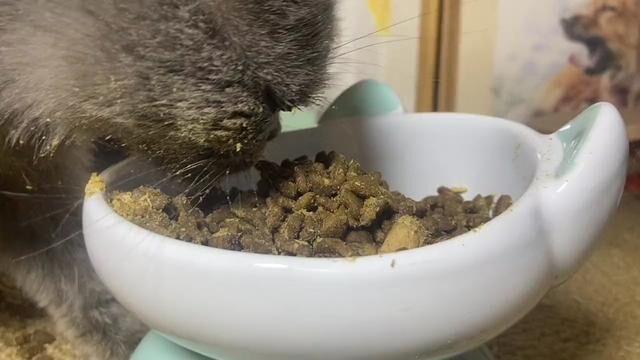 麦富迪的这款barf猫粮不错,里面的冻干也超大块