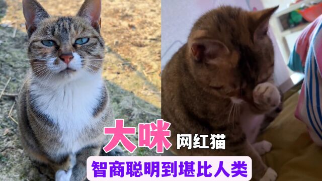 被称全网第一聪明的猫,通人性,懂人话,网友:猫界天花板