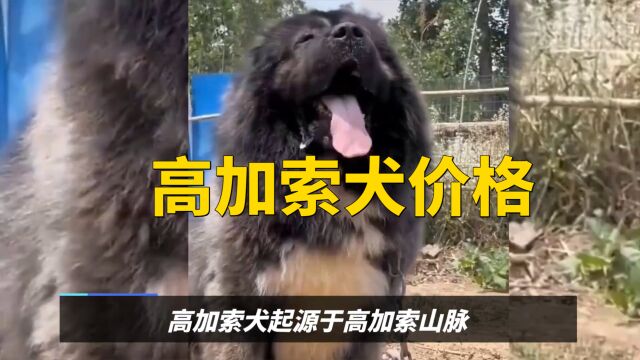 高大威猛的高加索犬,适合家庭饲养吗?价格曝光