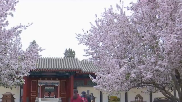 恭王府赏花,迎着春花开展第十二届海棠雅集,品味海棠文化丨关注