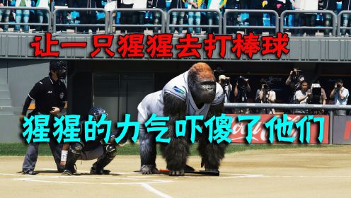 一只会打棒球的大猩猩，力气大得惊人。