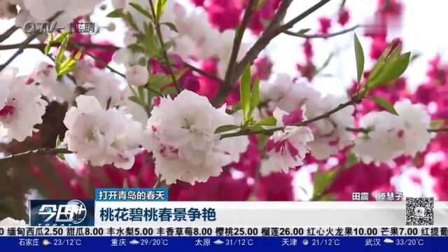 打开青岛的春天:桃花碧桃春景争艳,吸引市民打卡拍照