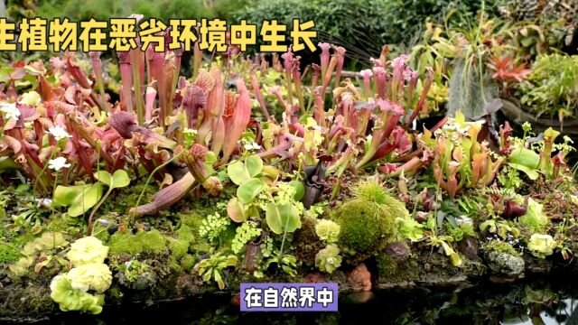 岩生植物在恶劣环境生长