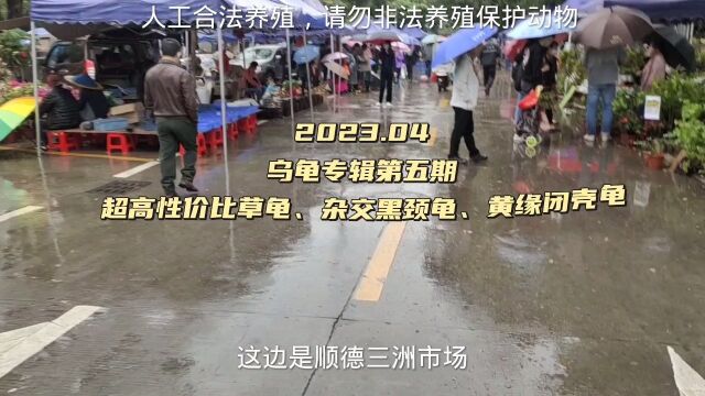 下雨天过来国内知名乌龟集市,巴掌大的草龟才20一只,太值了