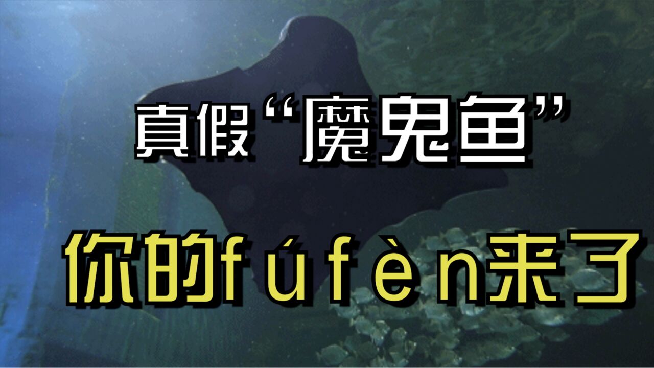 首个特等奖!魔鬼鱼!你的f㺠f㨮(蝠鲼)来了!