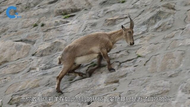 动物跑酷界的天花板,爬上几乎垂直的岩壁上,竟只为了吃口盐