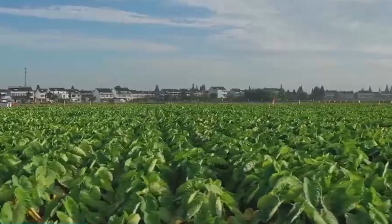 他依靠香荷芋致富,将小芋头做出大市场,提高农户经济效益