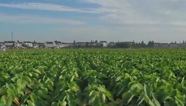 他依靠香荷芋致富,将小芋头做出大市场,提高农户经济效益