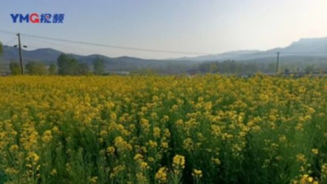 牟平区:百亩油菜花染黄大地